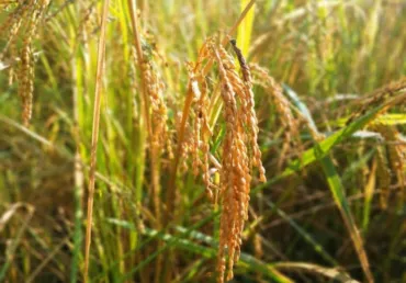 Cooking with Heirloom Rice: How Twenty Arms is Preserving Traditional Foodways