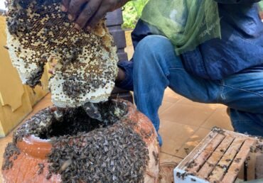 Our Fields Are Abuzz: Cultivating Change with Bees at Twenty Arms