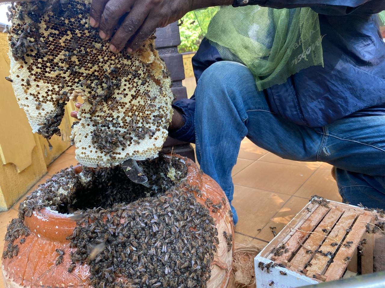 Our Fields Are Abuzz: Cultivating Change with Bees at Twenty Arms